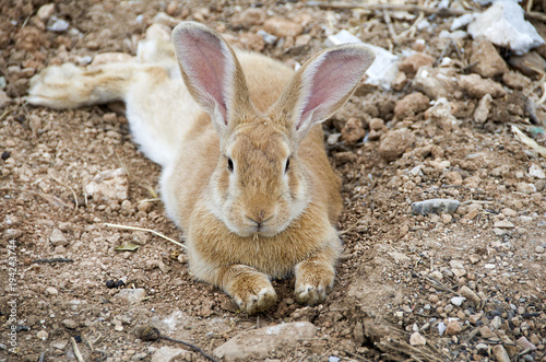 cute bunny rabbit with big ears lying down and resting on fields