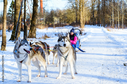 Girl riding on sled pulled by Siberian huskies. Sled dogs husky harnessed to sports sledding with dogsled on skis. Sports races with animals in sleds