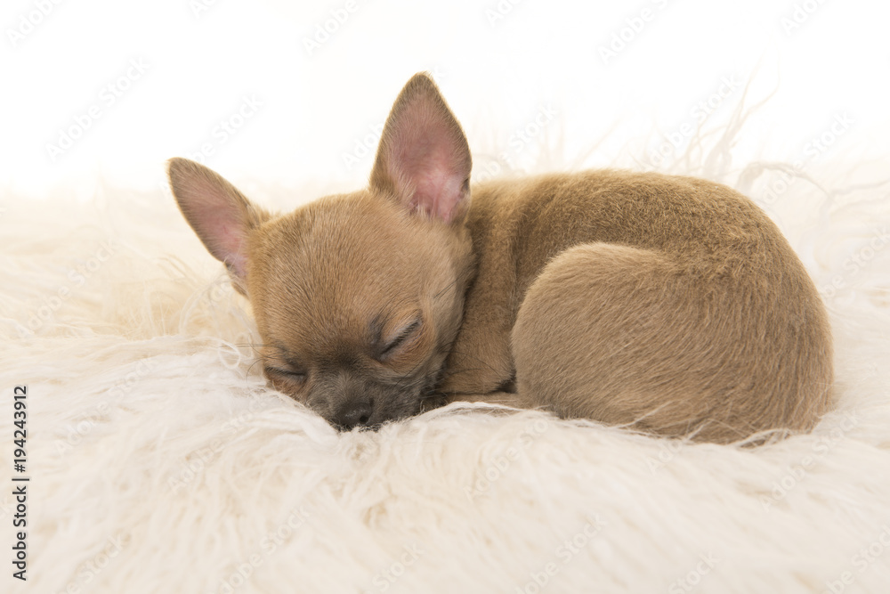 Cute chihuahua puppy sleeping on a white fur
