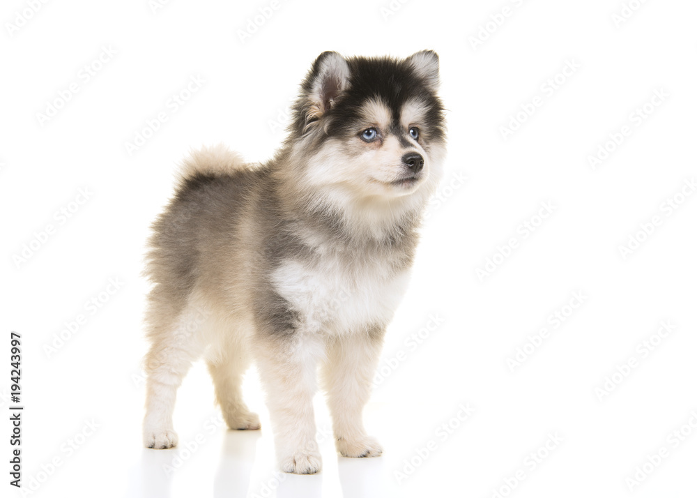 Cute pomsky mini husky puppy standing glancing away isolated on a white background