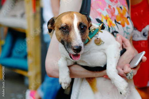 Portrait of Jack Russell Terrier in the hands of the mistress