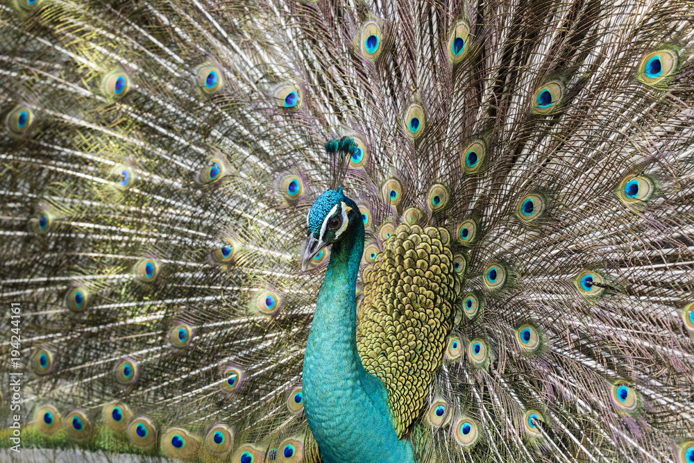 Obraz premium Portrait of beautiful peacock with feathers out