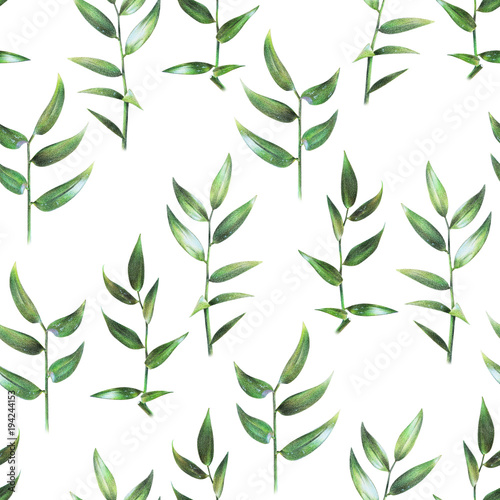 Fototapeta Naklejka Na Ścianę i Meble -  Seamless floral pattern with green leaves of ruscus on white. Spring plants. Botanical natural background drawn by hand with colored pencil