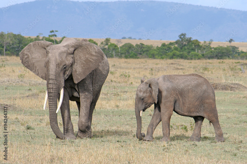 weiblicher Elefant mit Jungtier im Nationalpark