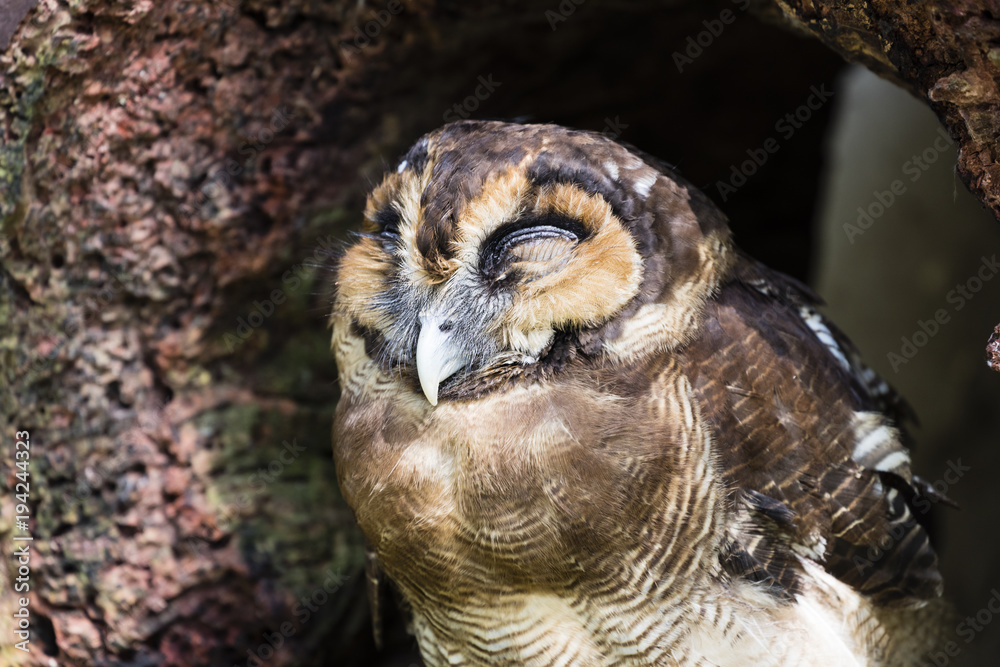 Naklejka premium Closeup of an owl sleeping in a tree hole