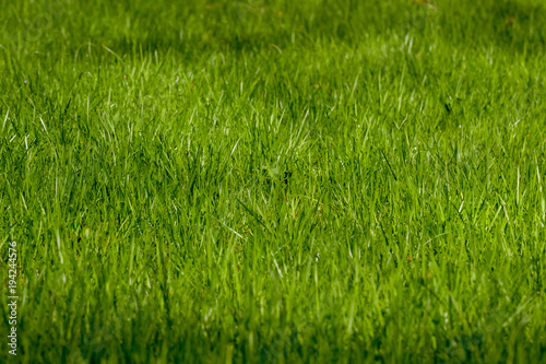 green grass in springtime
