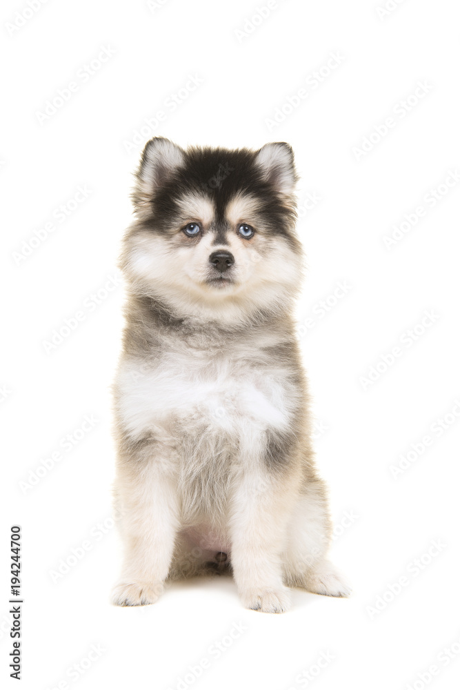 Cute pomsky puppy sitting and looking at the camera isolated on a white background