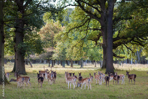 Deer spotted in Phoenix Park, Dublin	