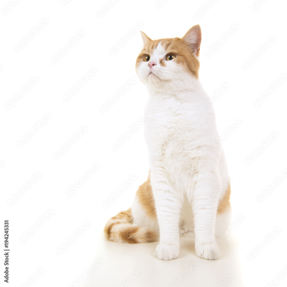 Red and white british short haired cat sitting and looking up on a white background