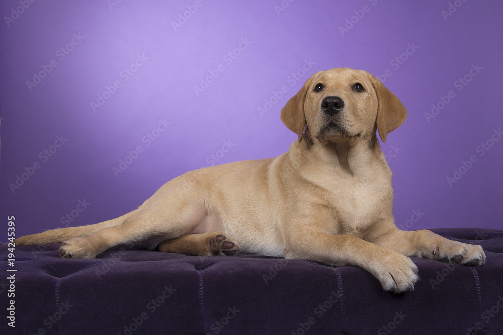 Blond labrador retriever lying down on a purple pouf looking up a on a purple background