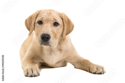 Blond labrador retriever lying down looking at the camera isolated on a white background