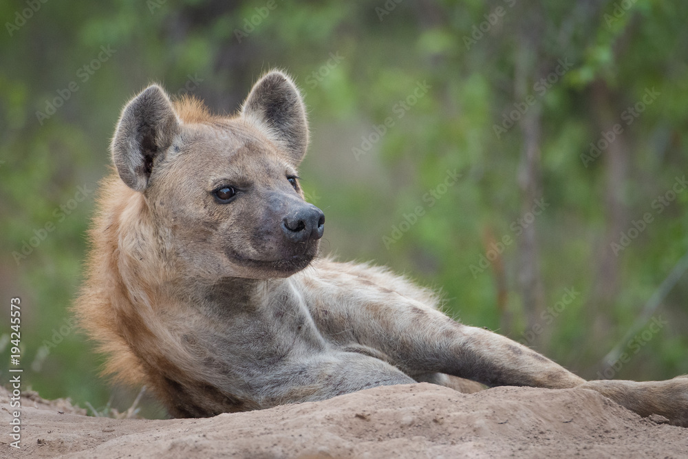 A horizontal, close up, colour photograph of a resting spotted hyena, Crocuta crocuta, head lifted in low light in the Greater Kruger Transfrontier Park, South Africa. A horizontal, close up, colour photograph of a resting spotted hyena, Crocuta crocuta, head lifted in low light in the Greater Kruger Transfrontier Park, South Africa.