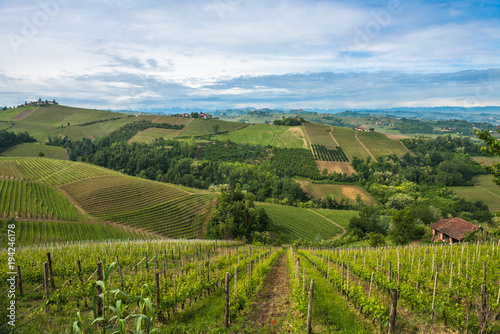 Vineyards of Langhe, Piedmont, UNESCO world heritage photo
