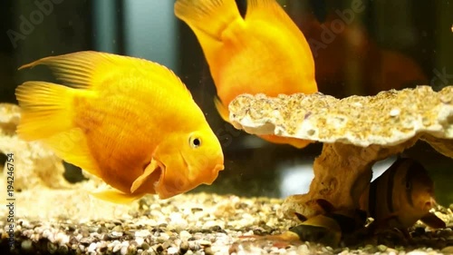 Gold fishes in the aquarium. Fish swimming in aquarium