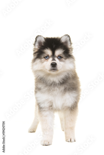 Cute standing pomsky puppy with blue eyes looking at the camera