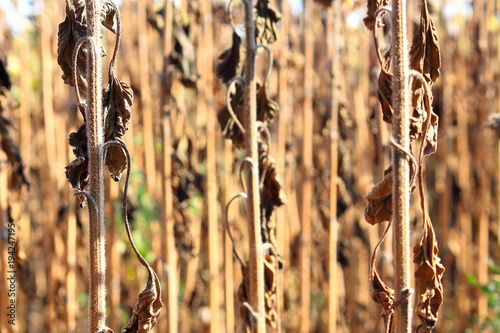 Dry stems of sunflower closeup. Sunflower field in the steppe zone of Ukraine. Sunflower is ripe and ready to harvest. photo