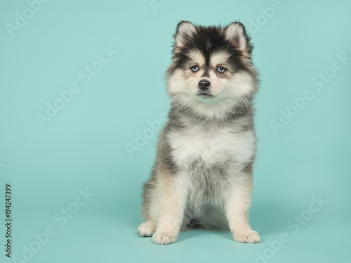 Cute pomsky puppy sitting on a turquoise blue background