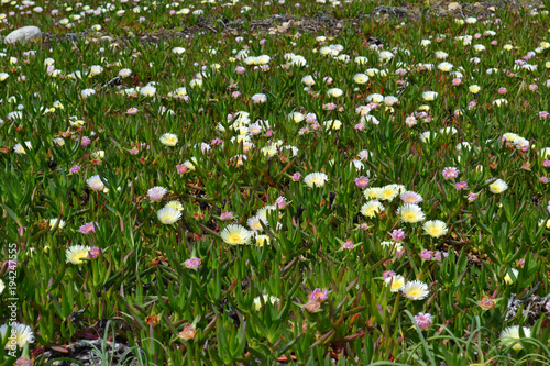 griffes de sorcières fleurs de Corse, Ile Rousse, Haute-Corse, Ile de Beauté, France