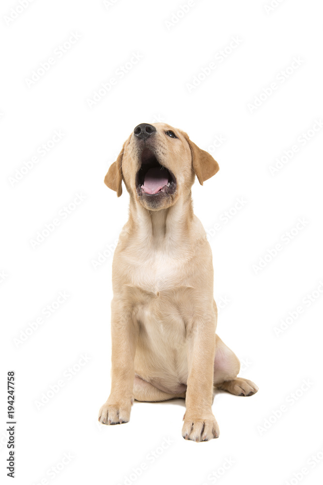 Cute labrador puppy looking up with her mouth open