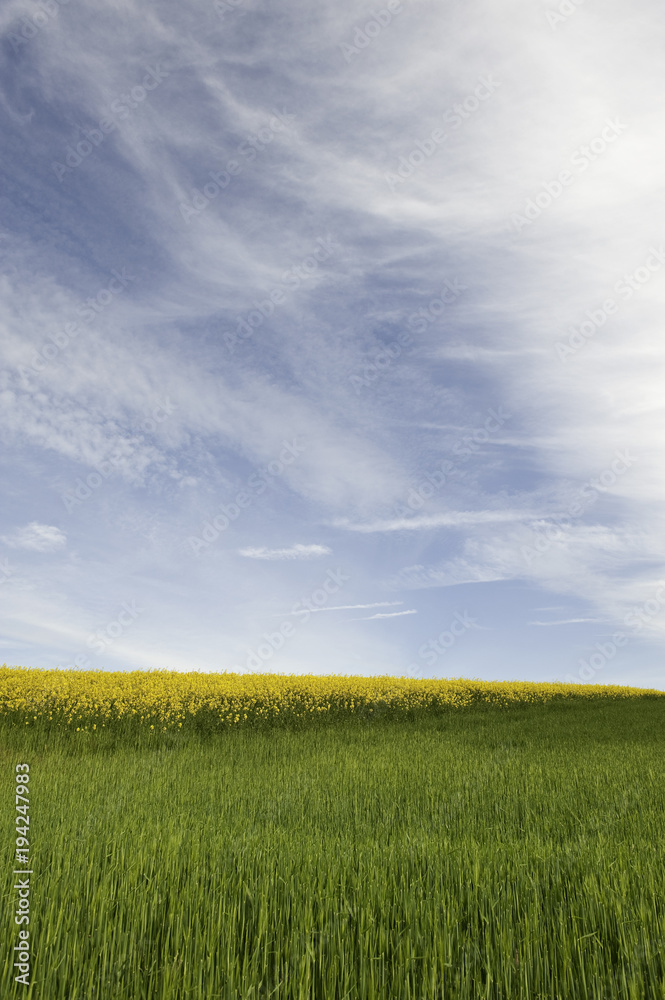 Rapeseed fields under a blue sky with clouds Rapeseed fields under a blue sky with clouds