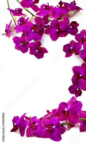 Branch with purple Orchid flowers isolated on white background