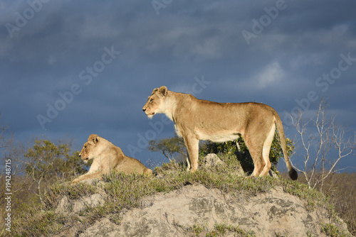 A horizontal, full length, colour photograph of two lionesses, Panthera leo, in golden front light against a grey background in the Greater Kruger Transfrontier Park, South Africa.