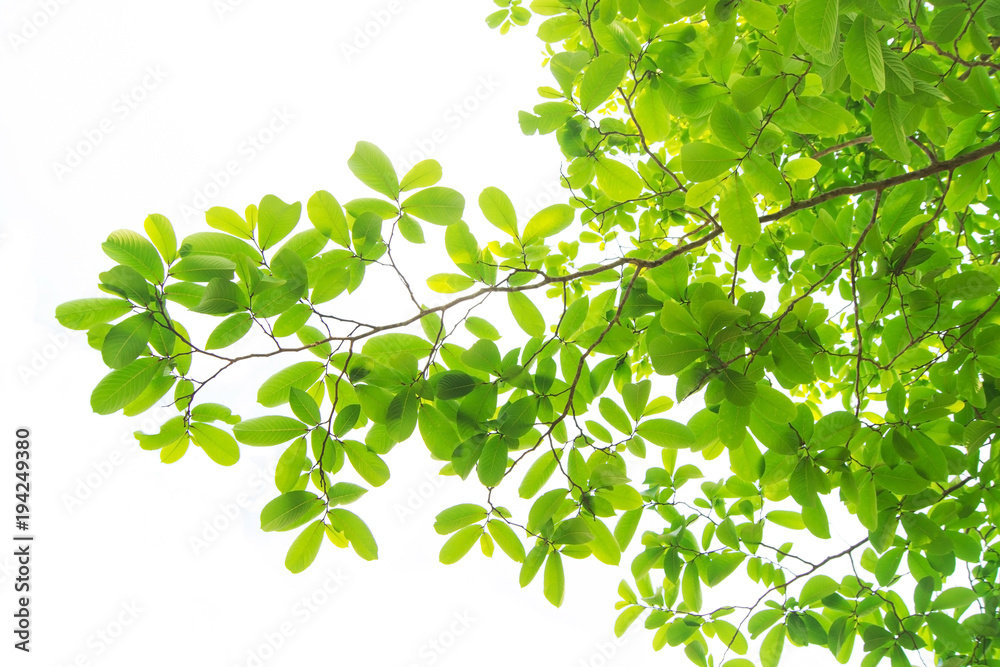 The branches and leaves are green on a white background.