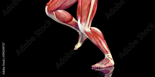 Human Male Body Anatomy Illustration with visible muscles