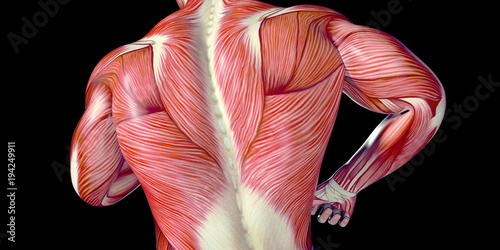 Human Male Body Anatomy Illustration with visible muscles
