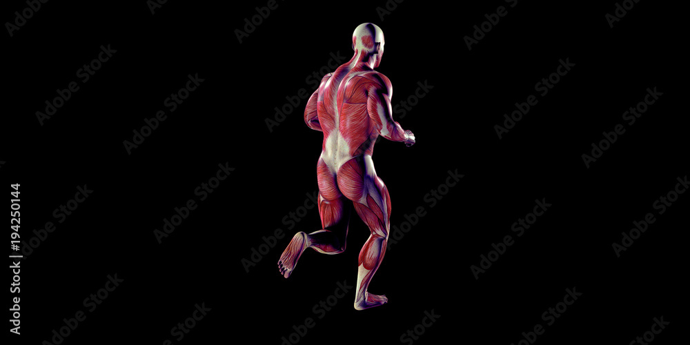 Human Male Body Anatomy Illustration with visible muscles