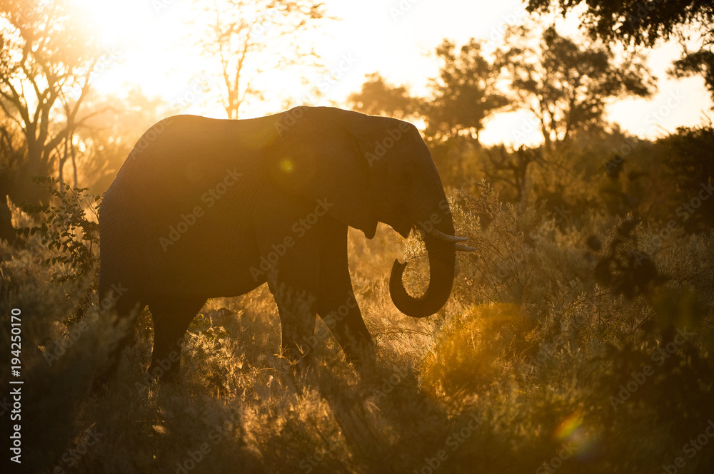 Φωτογραφία A horizontal, full length, colour photograph of an elephant, Loxodonta africana, standing in golden backlight in the Okavango Delta, Botswana
