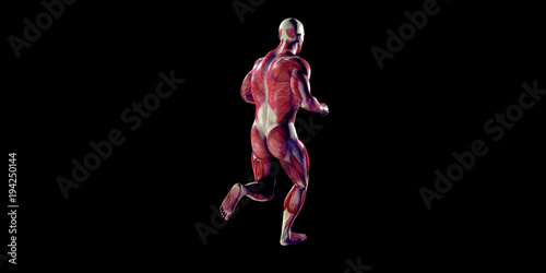 Fototapeta Naklejka Na Ścianę i Meble -  Human Male Body Anatomy Illustration with visible muscles