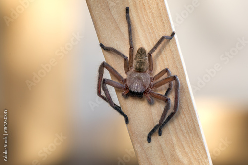 Huntsman spider on a piece of timber waiting for a prey. photo