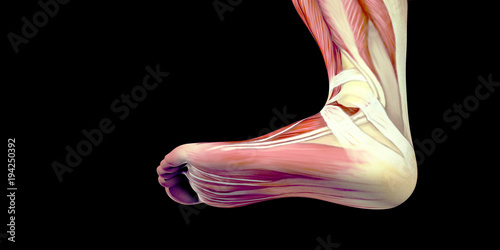 Human Male Body Anatomy Illustration with visible muscles