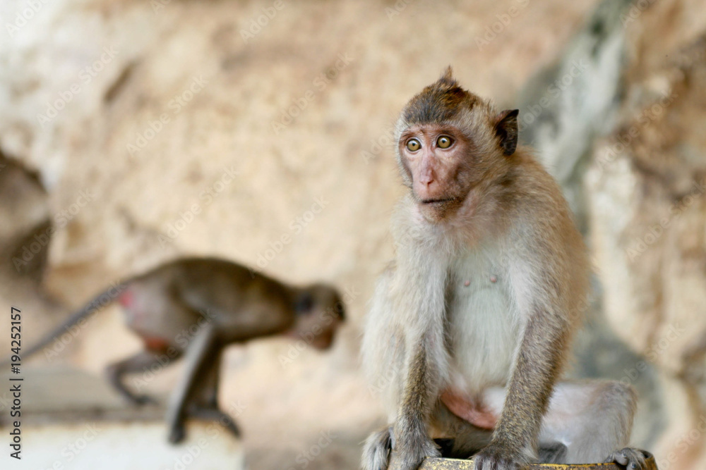 Fototapeta premium The monkey sits on the ground