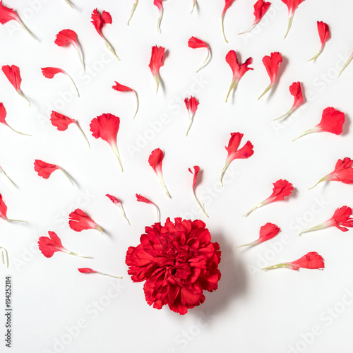Fototapeta Naklejka Na Ścianę i Meble -  Red carnation flower with petals. Blooming concept. Flat lay.