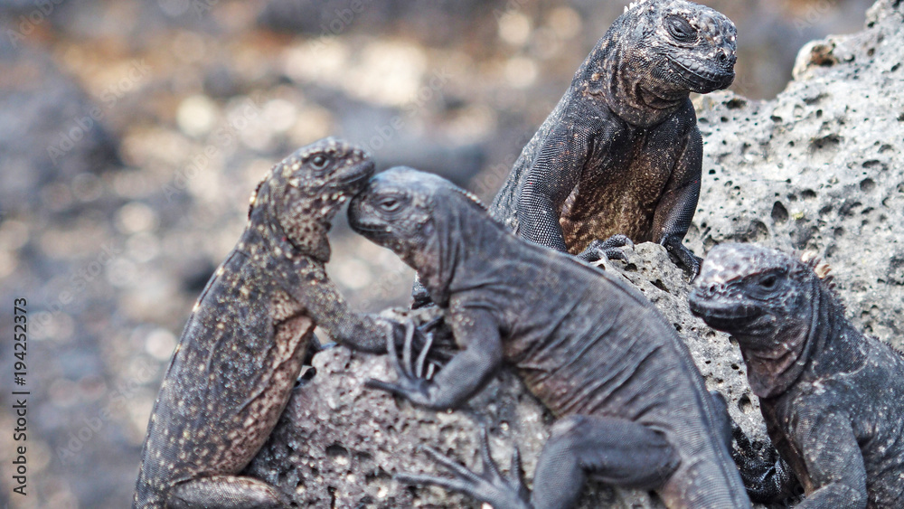 Obraz premium Just some Marine Iguanas, Galapagos Islands