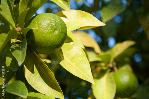 Wallpaper Mural ripe green limes on a branch against a blue sky background Torontodigital.ca