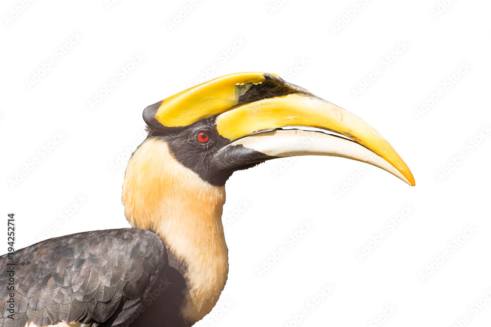 Close up oriental pied hornbill on white background.