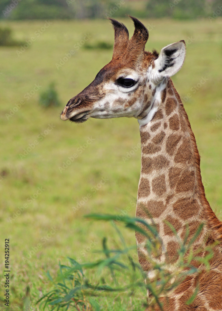 Just a little Giraffe in South Africa