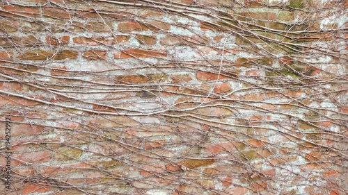 bare branches of ivy climbing a red brick wall on a cold winter day