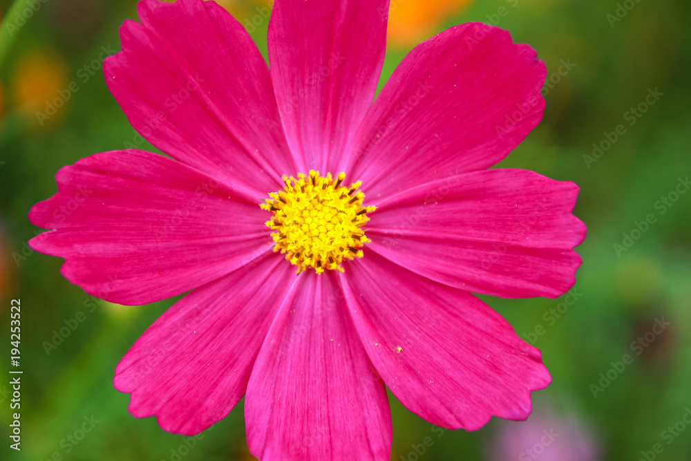 Colorful cosmos flower blooming in the field Colorful cosmos flower blooming in the field