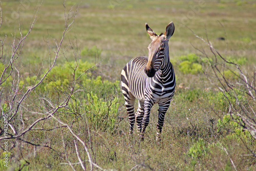 Just a Zebra in South Africa