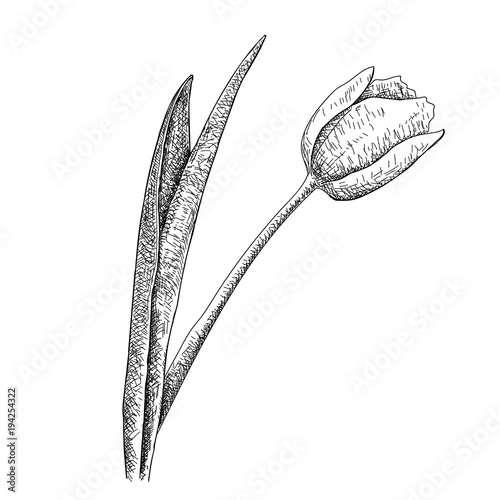Tulip Hand drawn botanical art isolated on white background. photo