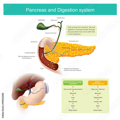 The digestive enzymes travels through the pancreatic duct to mix with food in the duodenum..The liver produce Bile, which is stored in the gall bladder released into the small intestine. photo