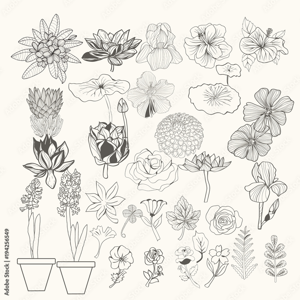 illustration design element flowers and leaves line art.