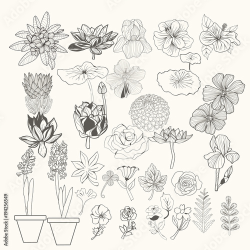 illustration design element flowers and leaves line art.