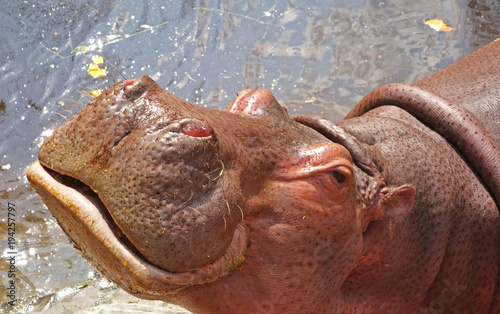 Hippo (Hippopotamus amphibius) in lake