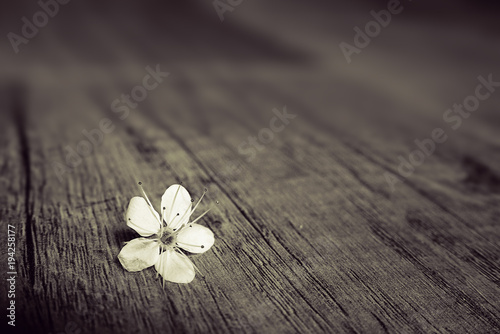 spring twig of a fruit tree with white flowers lying on a wooden background