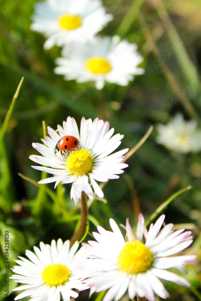 Fototapeta premium field of daisies with ladybug